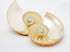 Striped Nautilus Half Shell Set of 2